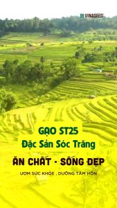 Gạo ST25 5kg ngon nhất thế giới - Vinaseed