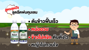 ชุดคุมเลน(เจียไต๋) 1 ต่อ 3-4ไร่ อโทนิค (100 ml.) + ซีเฮอร์ ( 1 ลิตร) ช่วยให้ข้าวหน่ออวบ ข้าวเขียว รากขาว ต้นตั้งไว