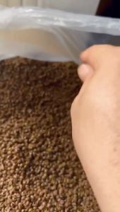 Bean Sprout Husk - 100% Organic (Premium Grade ) 精选绿豆壳