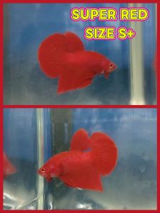 (Same as photo) Super Red Betta Fish Size S+ Ikan Laga Show Gred
