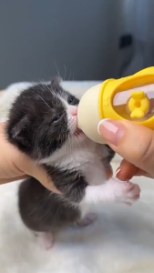 Pet baby bottle for feeding kittens and puppies. Silicone nipple designed to prevent choking. Bionic material.