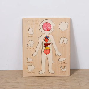 Montessori Anatomy Learning Wooden Jigsaw Puzzles Anatomy Game Human Body Puzzles Educational Tools For Kids Organs Model