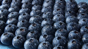 (SG)Wild Blueberry Dried Fruit 500g Natural No Sugar Added No Preservatives No Artificial Color Healthy Snack Rich