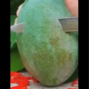 Bibit Tanaman Mangga Harumanis / Mangga Arumanis Unggulan