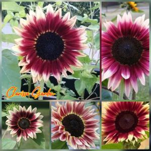 5 BUTIR BIJI/BENIH BUNGA MATAHARI CHERRY ROSE IMPORT