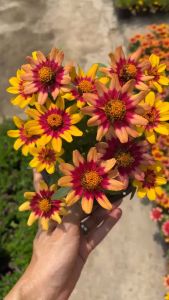 บานชื่นซันไรส์ ดอกบานชื่น2สี บานชื่นทูโทน Zinnia Profusion Red Yellow Bicolor