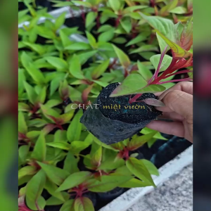 Combo 5 cây Hoa Mào Gà tua Hoa Mồng Gà tua - Giống trồng vừa kịp Tết