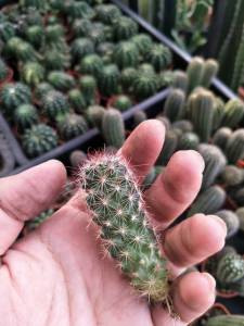 แคกตัสกระบอบเพชรแมมหนามตะขอแดง ดอกชมพู