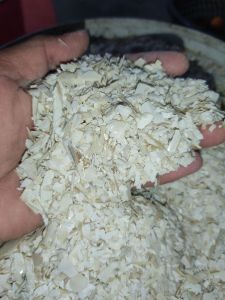 Baja kulit tulang sotong | Cattlefish bone fertilizer | sumber kalsium untuk tanah dan tumbuhan