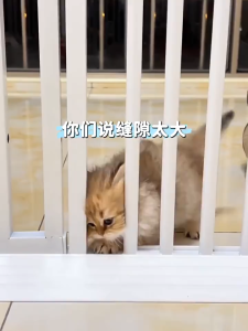 2-year warranty] 150CM Extra Tall Cat GateSuper Wide Auto Close Pet Gate Include Extension Kits Cat Gate for Doorways