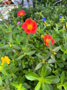 Hoa mười giờ Thái sam cây hoa làm cảnh trồng sân vườn ban công trang trí sai hoa dễ trồng hoa nở quanh năm vườn của an