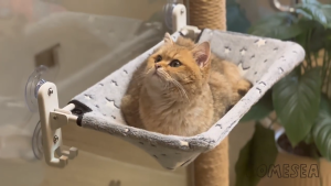 ⭐️【Local warehouse+COD】⭐Cat Window Lounger Foldable Cat Hammock With Glowing Stars Window Seats With Strong Suction Cups Cat Bed For Large Cats Up To 20kg Gray (L)