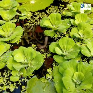 Live Water Lettuce Rosette Medium / Large Size 4pcs / 2pcs Cabbage/Pistia 玫瑰形浮萍- Floating Aquatic Plant For Aquarium/Pond (Kiambang Betta) Fish Ikan Laga (eLife Wellness)