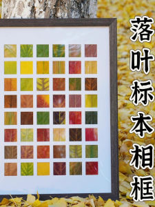 Khung Ảnh Lá Rụng Thủ Công DIY Khung Ảnh Mẫu Vật Lá Thu Trang Trí Nhà Hình Vuông Gỗ Khung Ảnh Có Hình Ảnh Trung Quốc Đại Lục