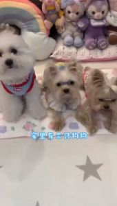 COCOYO Pet Sheet Pet Training Pads / Pee Pads for Pets (Improved Formula) - Highly Absorbent Leak-Proof