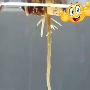 เสริมรากทันที ผงเร่งรากพืช หลังใช้งอกตอนกลางคืน เร่งราก ใช้ได้พืชทุกชนิด น้ำยาเร่งราก 1 แพ็ค = ปกติ 10 แพ็ค อุดมไปด้วยไนโตรเจน ฟอสฟอรัส และ พแทสเซียมเพื่อปรับปรุงความอยู่รอด ยาเร่งราก แก้ปัญหาเช่นรากเน่า ใบตาย และดอกไม้ตาย สารเร่งรากพืช b1