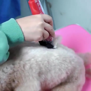 (Chống Nước-Pin Trâu) Tông đơ cạo lông chó mèo đa năng pin trâu màn hình LED lưỡi gốm sứ chống ồn chống thấm nước. Cắt mọi loại lông