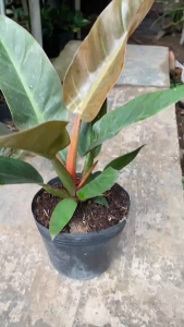 Cây Trầu Bà Đế Vương (Giống Mới) - Tổng thể tầm 30-40 cm - Kiểng lá sang trọng!