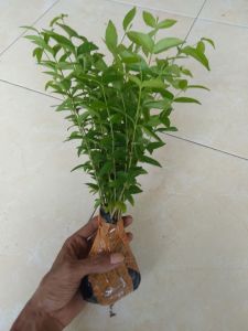 Bibit Anting putri Murah Paket 20 Pohon Free 4 Pohon