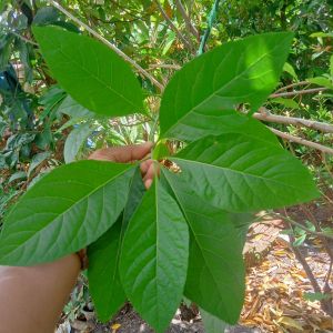 Daun Afrika Muda Segar Bugar Kemasan 40 Lembar Siap Kirim