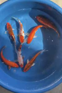 JAPAN KOI LOCAL BREED PREMIUM GRADE 6/7” 7pcs CNY COMBO RM888 only