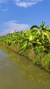 หน่อกล้วยน้ำว้า ไร้เม็ด ไส้ขาว กล้วยผลไม้ช่วยในการขับถ่าย ชะลอวัย ควบคุมน้ำหนัก