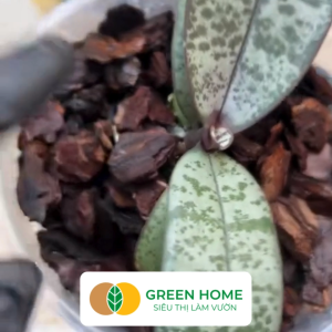 Vỏ Thông GreenHome Bao 500gr Đã Qua Xử Lý Trồng Lan Kiểng Lá Sen Đá Rãi Bề Mặt Chậu Cây