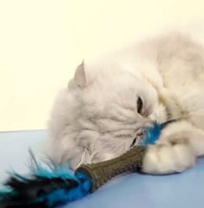 GiGwi Johnny Stick Series - Natural Feather Cat Toy with Catnip