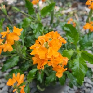 ต้นสังกรณี ดอกสีส้ม ส่งพร้อมกระถาง 5.5นิ้ว