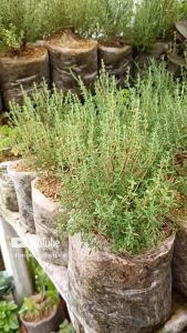 Thyme Organik Eksotis - Tanaman Rempah Herbal Hijau