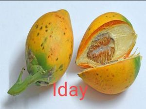 buah pinang muda/tua segar segar 1kg obat herbal alami BELI 3KG GRATIS 250G