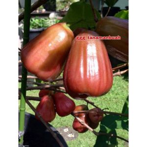 Bibit Jambu Air Giant Rose Apple: Cara Menanam dan Merawat