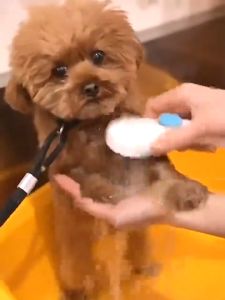 Anti-Tick & Flea Dog Shampoo: A Comprehensive Guide