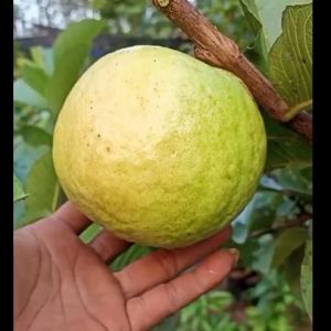 Bibit Tanaman Jambu Kristal Merah