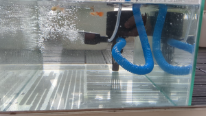 (TẶNG kèm bông lọc) Máy bơm kèm hộp lọc hồ cá VS 203 công suất 12w loại phổ thông