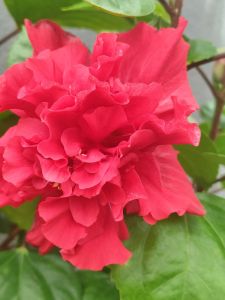 木槿植物花苗(火红色)阳台庭院种植Hibiscus plant seedlings (fiery red) balcony garden planting/Anak benih pokok bunga raya (merah berapi) penanaman taman balkoni