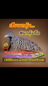 เสียงนกคุ้มอืด เสียงต่อนกคุ้มอืด เสียงล่อนกคุ้มอืด ต่อเข้าเร็ว USBแฟลชไดร์ฟเสียงต่อนกคุ้มอืด เสียงดี ชัด100% ไม่มีโฆษณาแทรก (MP3 เสียงต่อสัตว์)