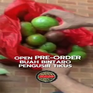 PENGUSIR TIKUS BUAH BINTARO/SIMPALAK/CERBERA MANGHAS INSEKTISIDA ALAMI PENGUSIR HAMA DLL