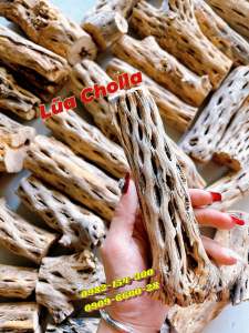 Lũa cholla loại dày cactus wood xương rồng staghorn đồ chơi trang trí cho bể cá tép cảnh