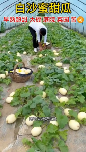 PROMO!!! benih melon // benih melon import // kemasan premium