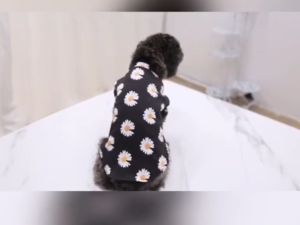 เสื้อสุนัข เสื้อหมา เสื้อแมวเสื้อยืดน้องหมาเสื้อน้องแมวบางสบาย ลายดอกเดซี่ ลายน่ารักใส่วันสบายๆ เนื้อผ้าพรีเมี่ยม