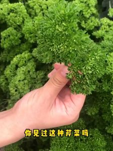 Curled Parsley Seeds - (100SEEDS) Moss Curled Parsley Seeds
