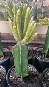 แคคตัสหางหนู ดอกชมพูสดสวยมาก Aporo cactus  ไม้กราฟตอสามเหลี่ยม หางหนาพุ่มสวยและดกสวยมากๆ  ส่งแบบเคาะดิน
