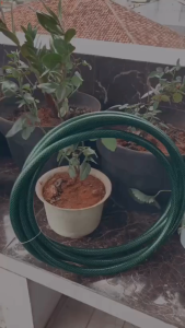 Promo Selang Air Hijau 1 Inch 50 Meter Anti Lumut. Taman dan Perkebunan COD