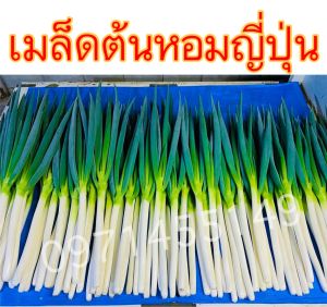 เมล็ดต้นหอมญี่ปุ่นต้นใหญ่ต้นเมล็ดแท้เมล็ดนำเข้า 1200+เมล็ดต้นใหญ่เมล็ดแท้