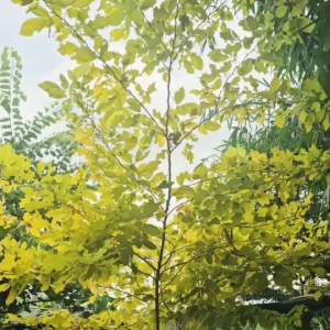 ต้นทองนพเก้าแท้ หรือ ชะแมบทอง ต้นไม้มงคล เสริมความโชคดี ดูแลง่าย ตกแต่งบ้าน ต้นใหญ่ อวบ ชุด 3 ต้น 6 ต้น