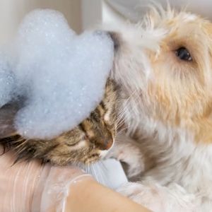 (DO NOT BUY) BRAND MEMBERSHIP PetMarra Premium Pet Shampoo and Conditioner for Cats and Dogs Baby Fresh Scent 500ml