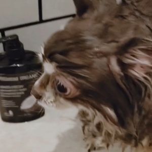 PETSMILE Premium Organic[Coconut]Anti-Hair Loss Shampoo and Conditioner for DOG 500ml. (แชมพูแก้คัน ผิวแห้ง ขนหยาบกระด้างในสุนัข)