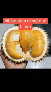 Bibit Durian Duri Hitam (Ochee) 50-90 cm - Indukan Unggul Cepat Berbuah
