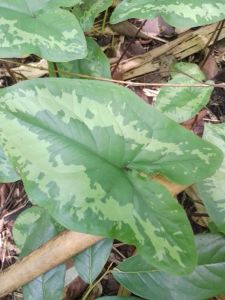 บอนเต่าลายพราง ขุด 2 ต้น